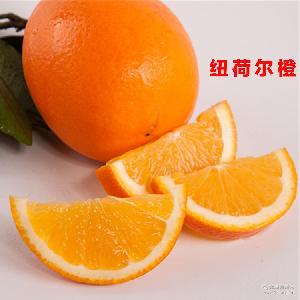 綠爾果汁 價格、型號與選購指南，助您品味新鮮水果零售的健康之選