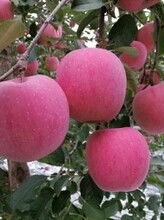 成都生態水果基地 新鮮直發，暢享健康生活